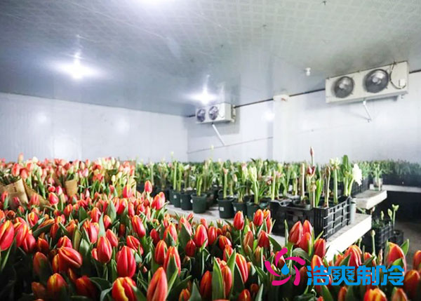 花卉冷庫安裝預(yù)算造價(jià)多少錢？-浩爽制冷