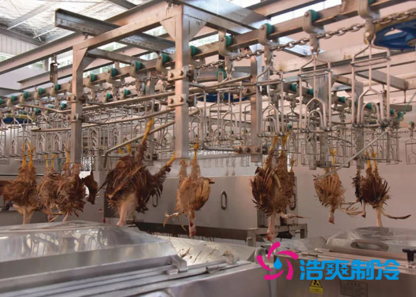 肉雞屠宰之后需要直接入速凍庫嗎？-浩爽制冷